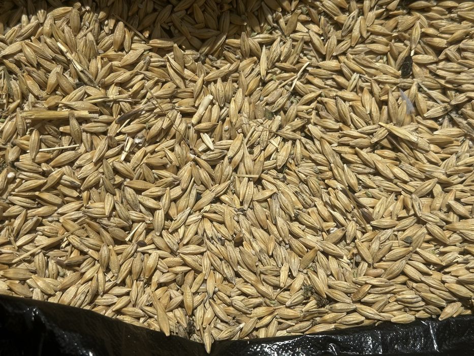 Продам ячмень,пщеница,овес,отходы