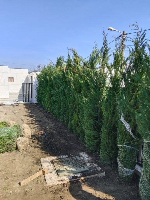 Tuia leylandii ideal pentru gard viu