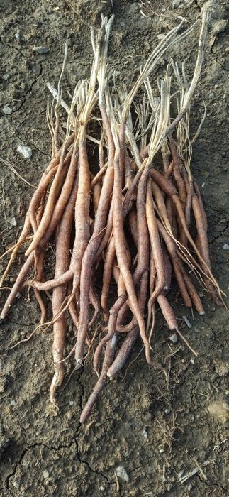 Ekib bergan nihollarimizga garantiya beramiz va uzimiz ekib beramiz