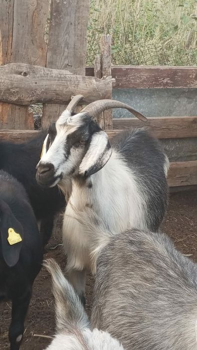 Продам коз вместе с козлятами
