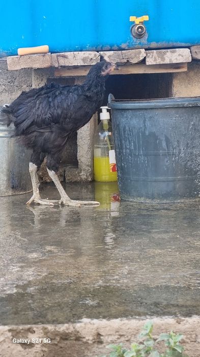 Чёрный принёс 10шт в месте.