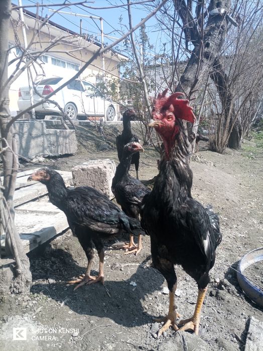 Паррандалар сотилади