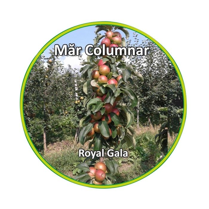 Pomi columnari fructiferi , trimitem orinde in tara !