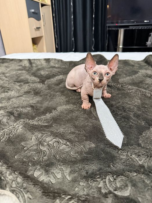 Шикарный сфинкс бамбино