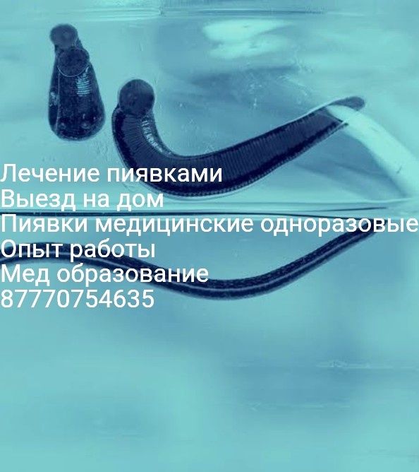 Лечение пиявками Суликпен емдеу
