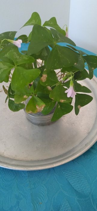 Растения детелина