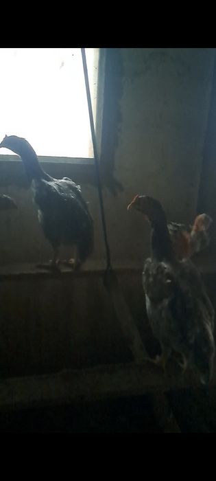 Дакан, шолпан, цыпленок