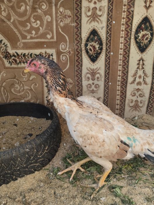 Дакан курица хороших кровей