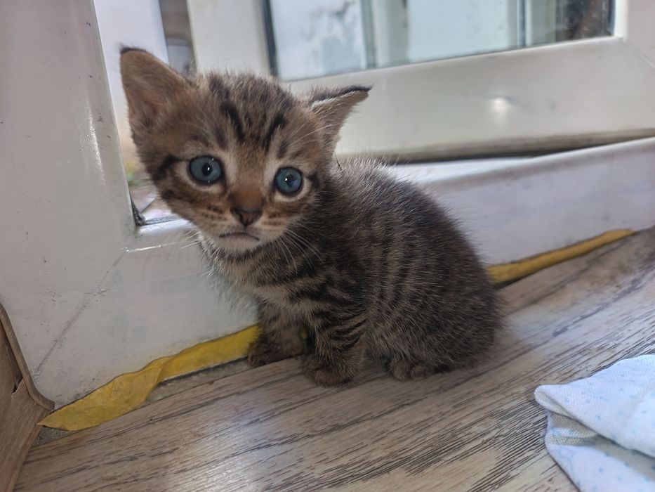 Котята бесплатно