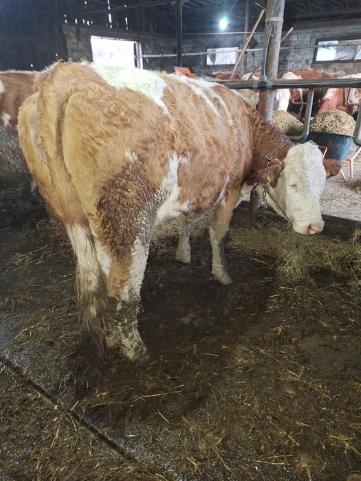 Vînd junincă în 18 Aprilie i se împlinește vremea