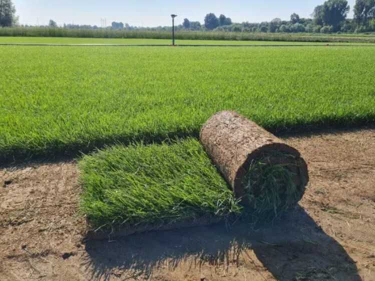 Amenajări Curți cu Gazon Rulou – Livrare Rapidă și Montaj