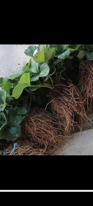 Разсад Ягоди и Малини