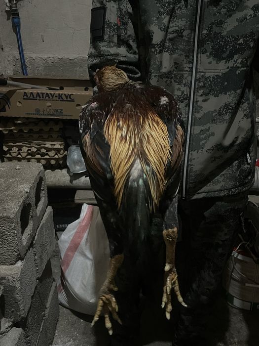 Продам петушок дакан