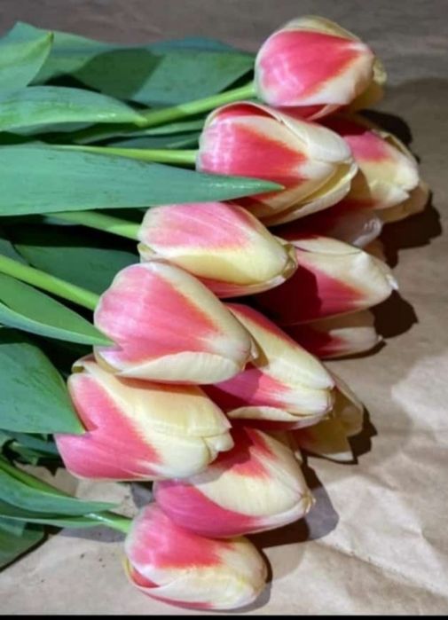 Тюльпаны оптом и в розницу