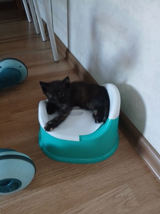 Отдам в добрые руки