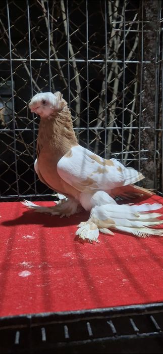 Голубкааааааа аааа