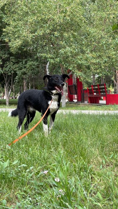 Девочка Ами