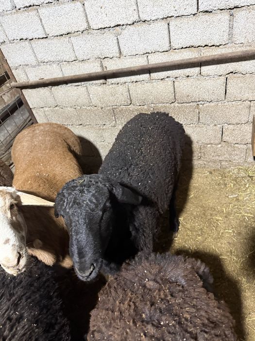 Qoʻshqorlar sotamiz qoylar qoʻylar