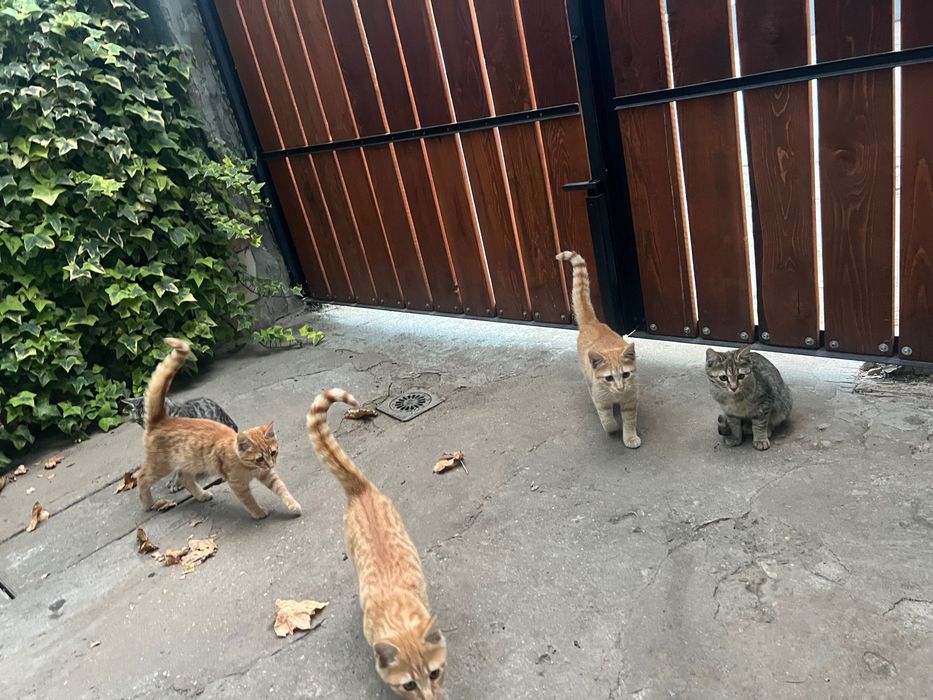 Подарявам котенца