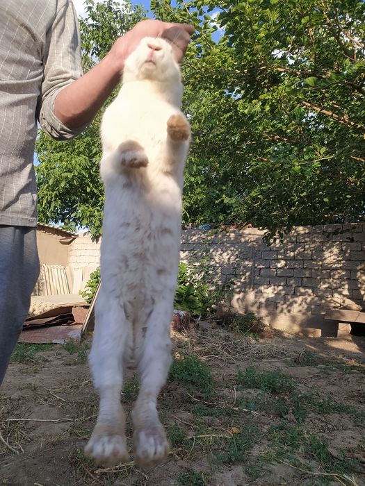 Срочно продаются 1 Крольчиха/3 крольчаты