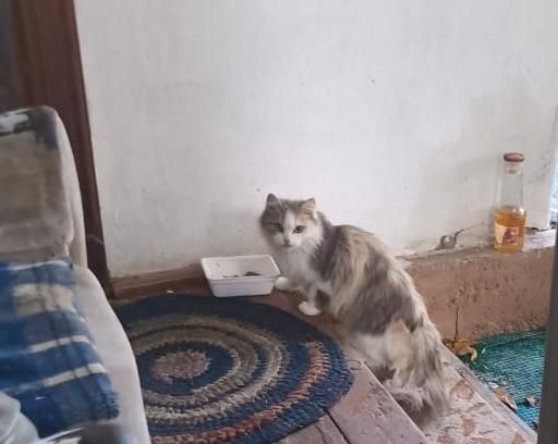Отдам охотницу за мышами.