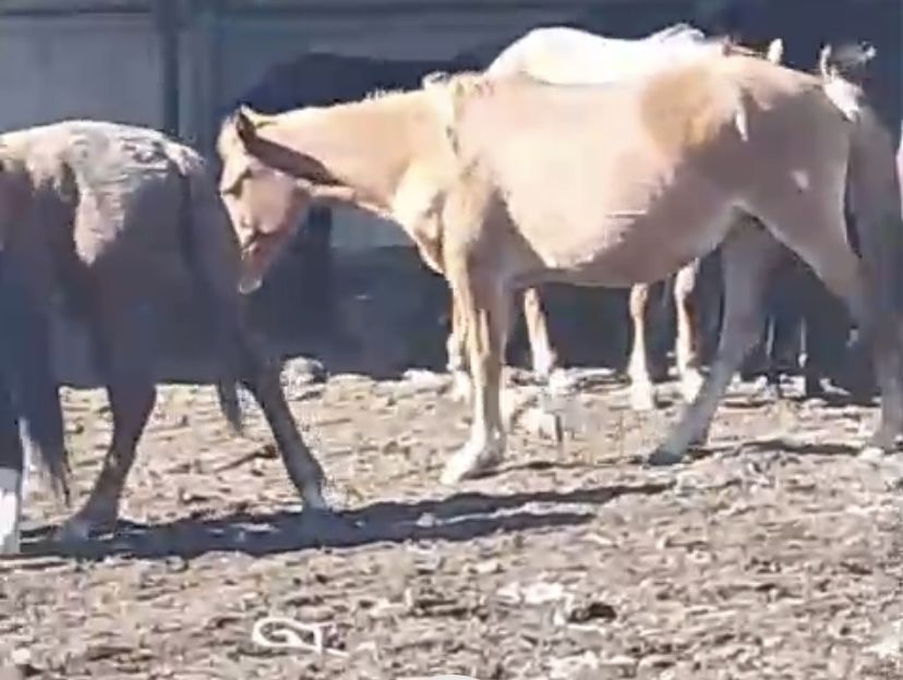 Буаз биелер сатылады кобыла