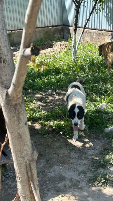 Продам щенка Алабай