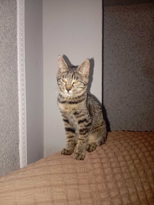 Отдам даром котенка