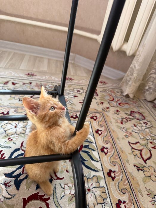 Отдам котенка в добрые руки