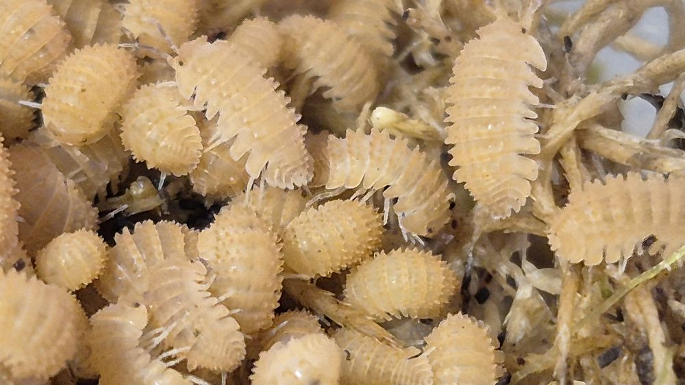 Izopode si miriapode