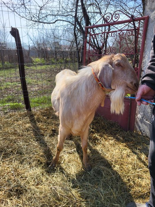 Țapi tapi tapi tapi