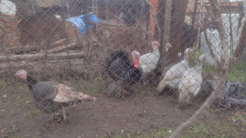 Пуйки пуяк и петли.