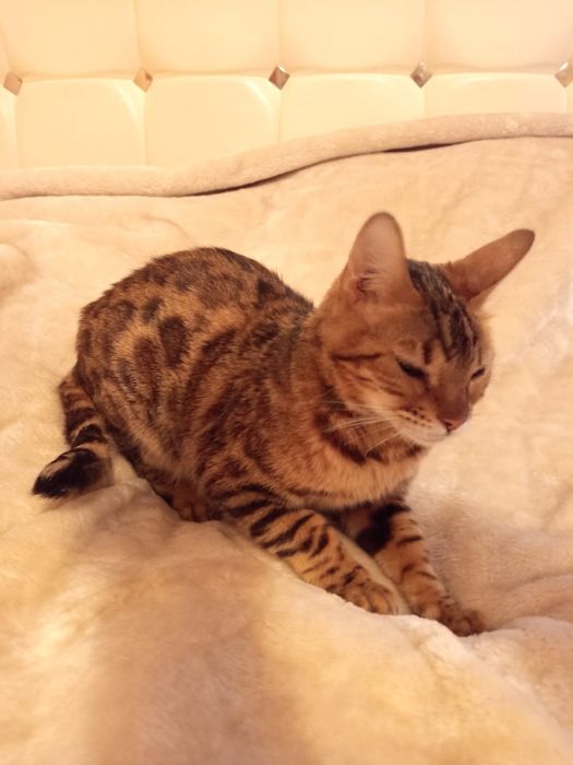 Найдена кошка бенгальская