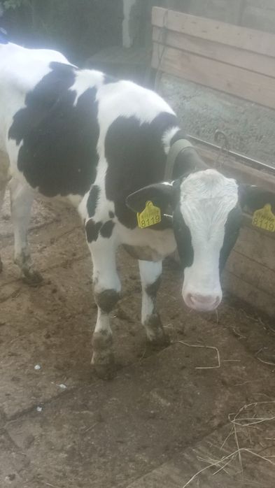 Vând vițel taure în vârstă de 3luni în județul Olt Potcoava relații la telefon