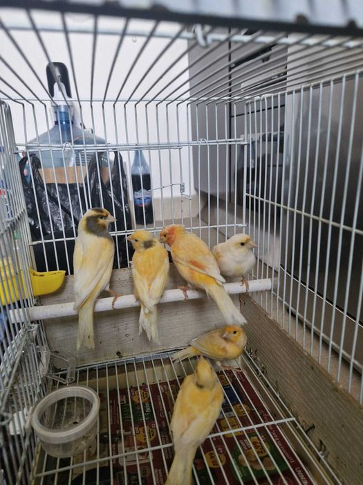 Canari lot 5 bucăți