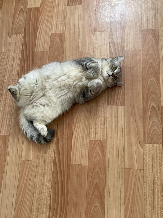 Отдам в добрые руки