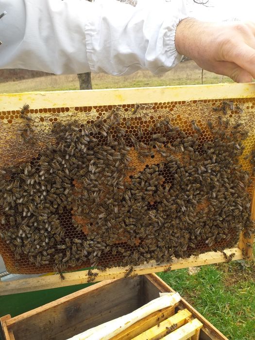 roi de albine 2-6 rame