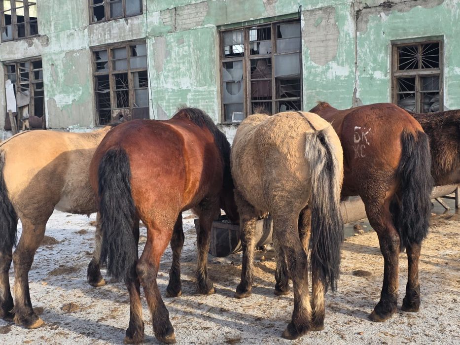 Мұғалжар айғырлар сатылады