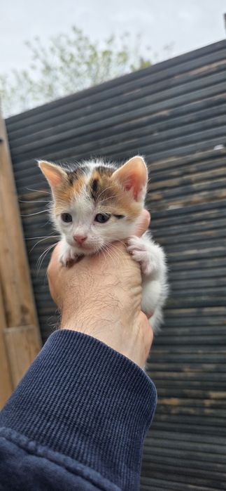 Pisoi spre adopție