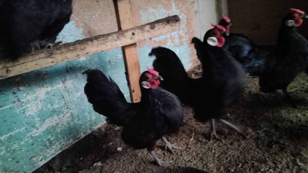 Beltanka zot oq zirak Xo'rozlar sotiladi