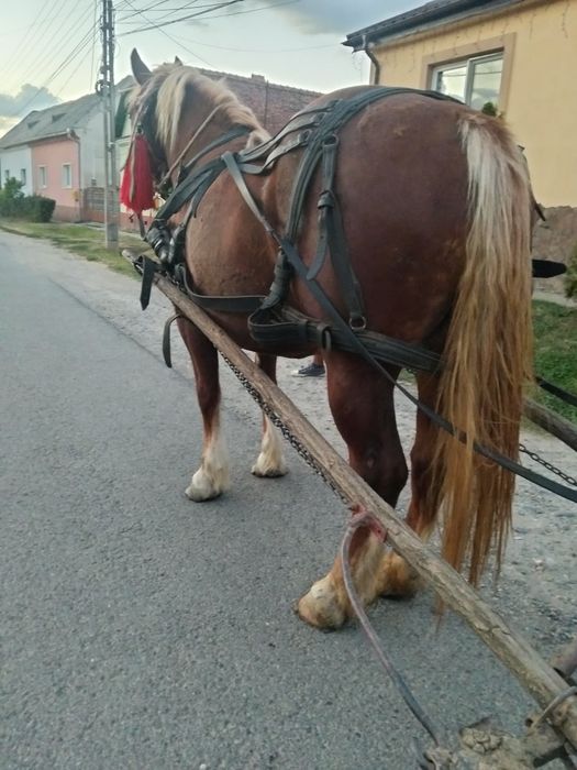 Mânză bună de 3 ani cu acte preț 2500 de euro negociabil