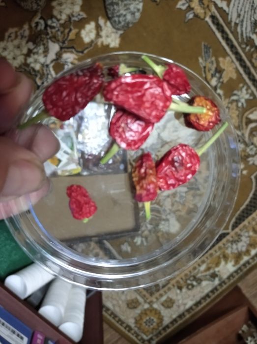 Семена горького перца