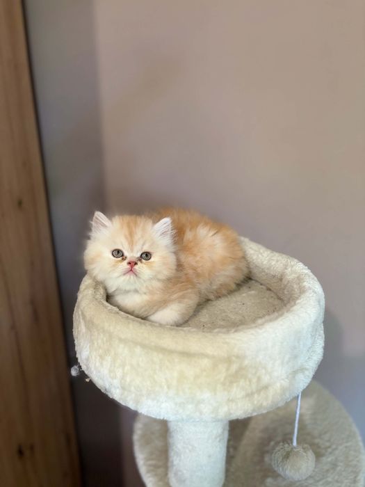 Персийски котенца