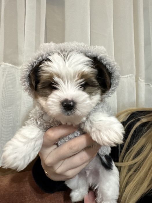 Йоркширски териер бивер