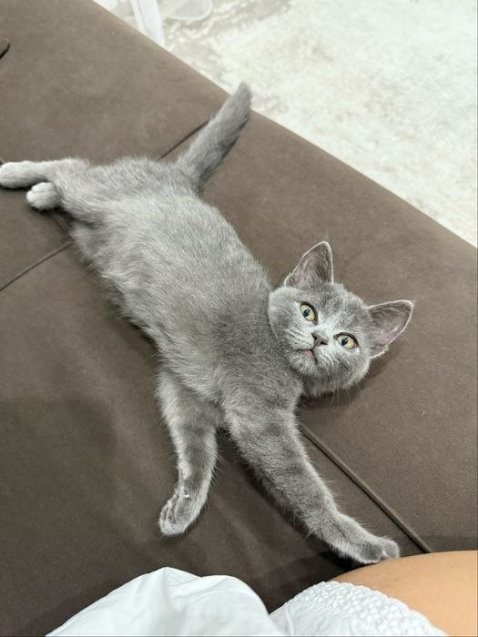 Кошка в добрые руки