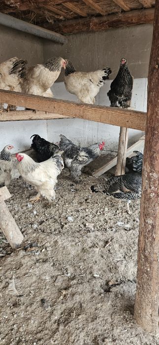 Насл учун брама хурозлар ва тухумлар сотилади