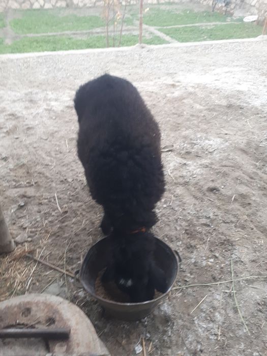 Qo'chqorlar sotiladi