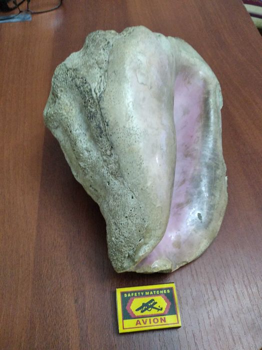 продам морскую окаменелую ракушку с карибского моря