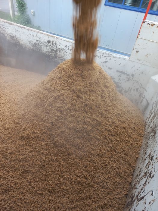 Корм для скота варёный ячмень.