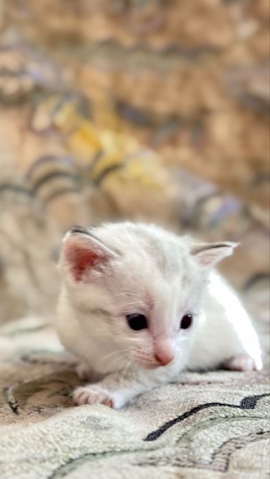 Отдам котёнка в добрые руки